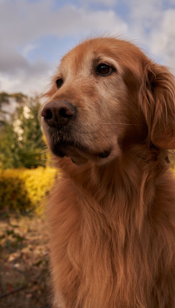 Golden retriever
