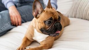 Perro