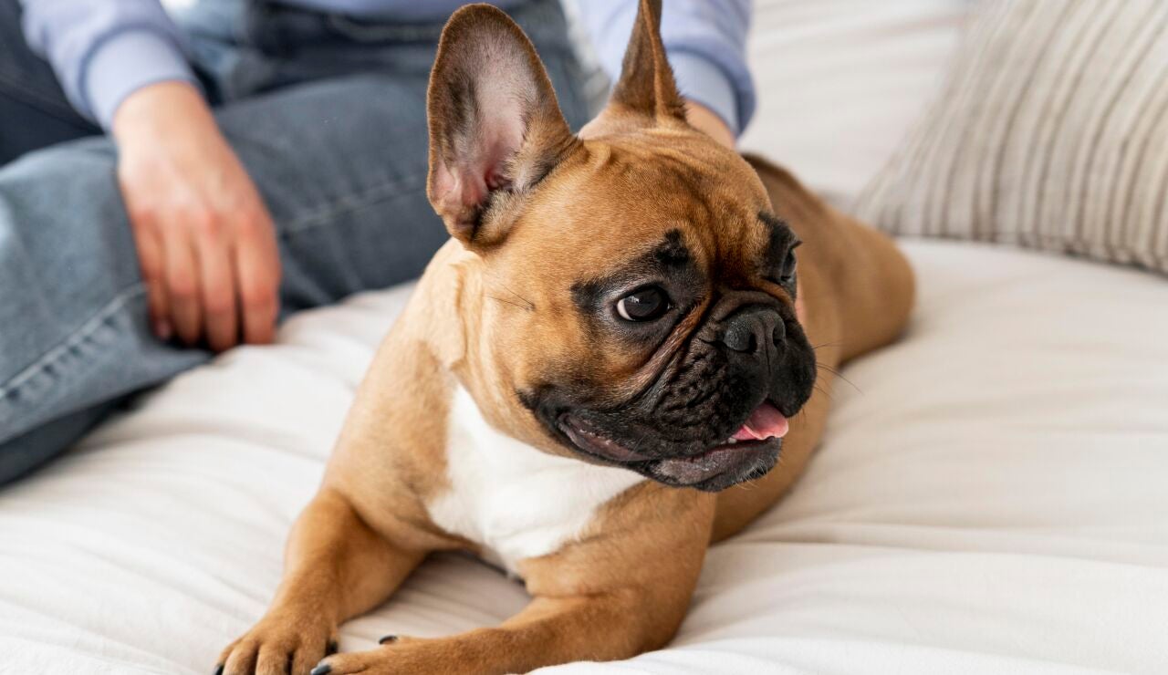 Perro