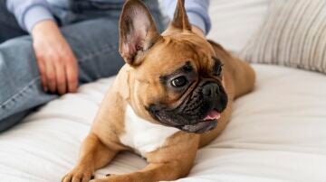 Perro