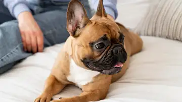Perro Perro