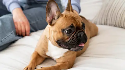 Perro Perro