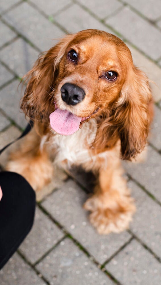 Cocker