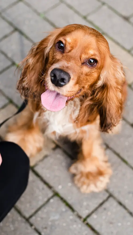 Cocker Cocker