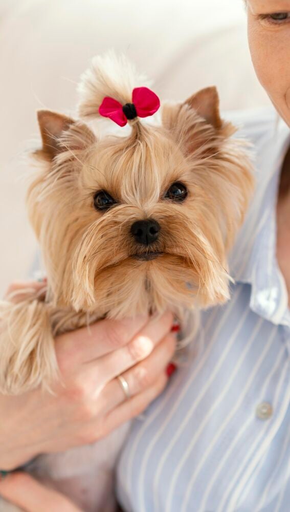 Yorkshire terrier
