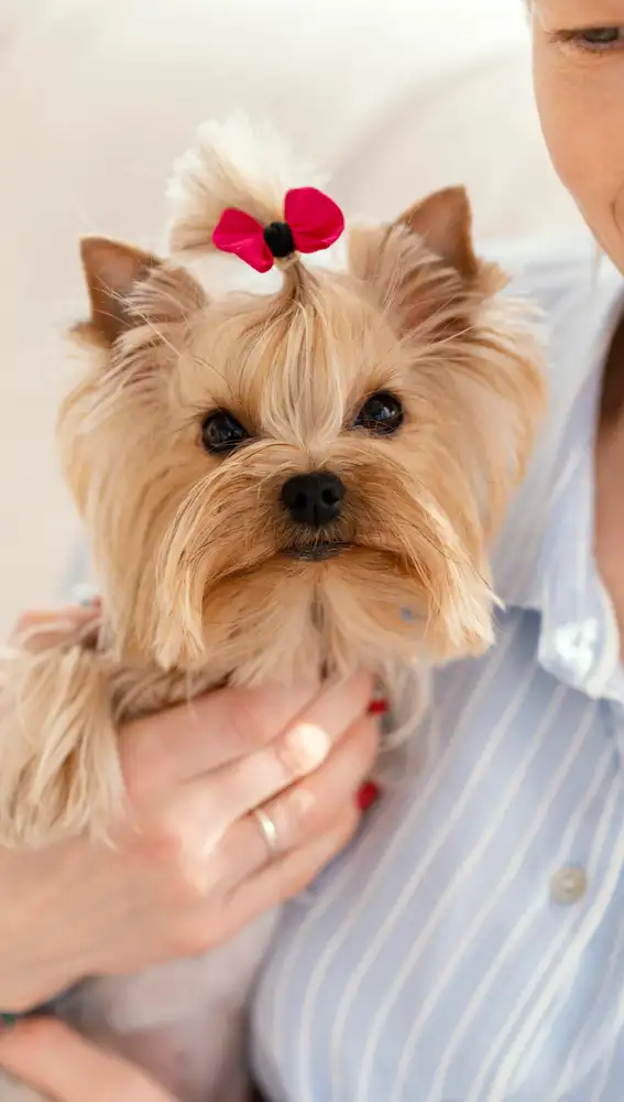 Yorkshire terrier Yorkshire terrier