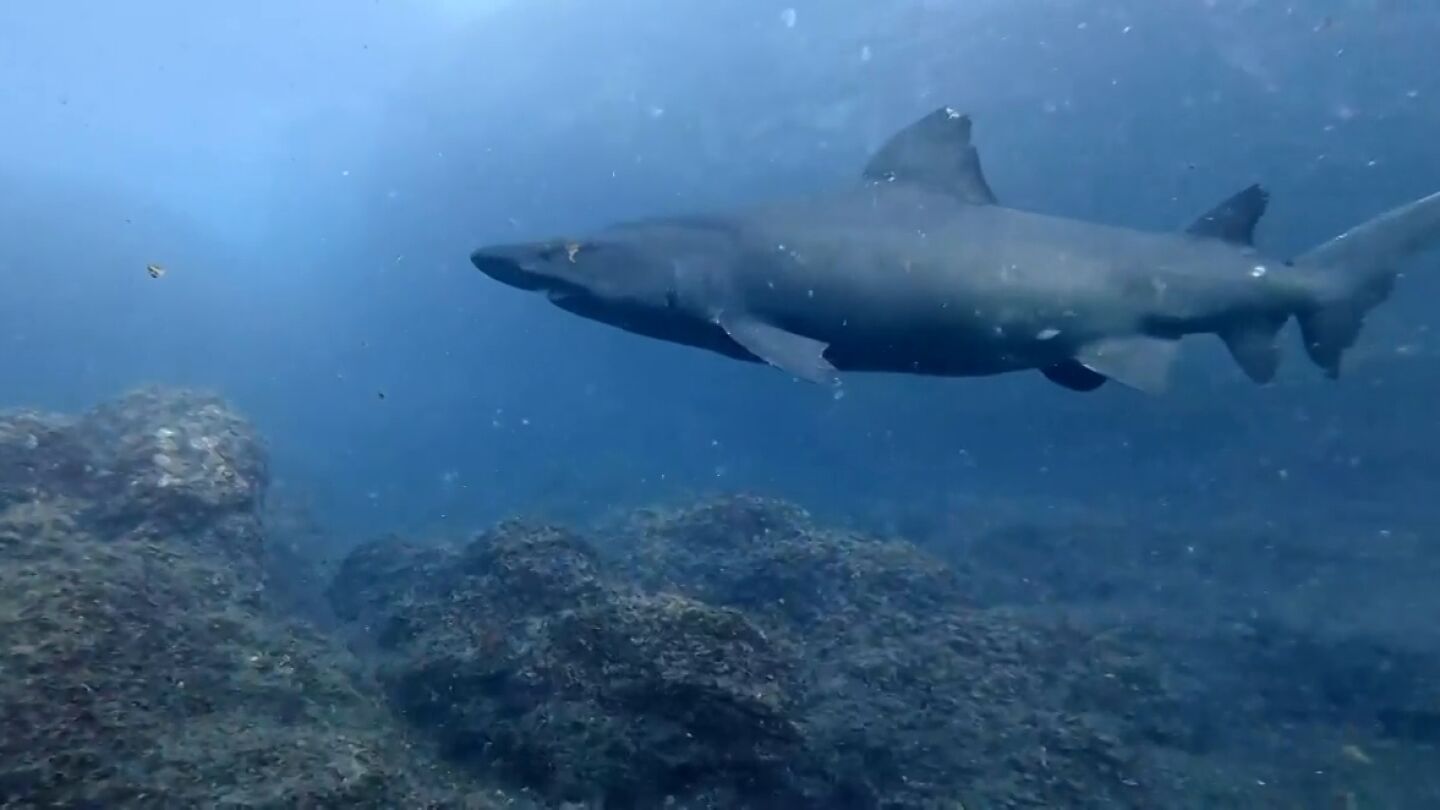 Un tibur&oacute;n solrayo, una especie dif&iacute;cil de encontrar, se deja ver en El Hierro: "Ha sido un regalo"