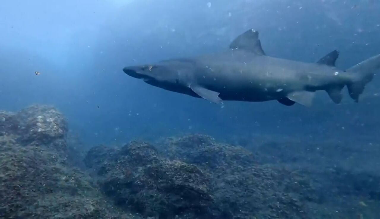 Un tibur&oacute;n solrayo, una especie dif&iacute;cil de encontrar, se deja ver en El Hierro: "Ha sido un regalo"