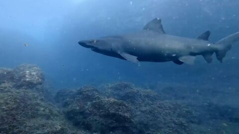 Un tibur&oacute;n solrayo, una especie dif&iacute;cil de encontrar, se deja ver en El Hierro: "Ha sido un regalo"