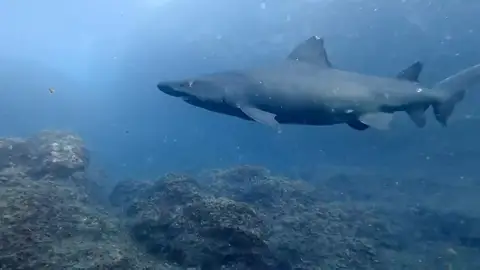 Imagen de un tiburón solrayo Un tiburón solrayo, una especie difícil de encontrar, se deja ver en El Hierro: "Ha sido un regalo"