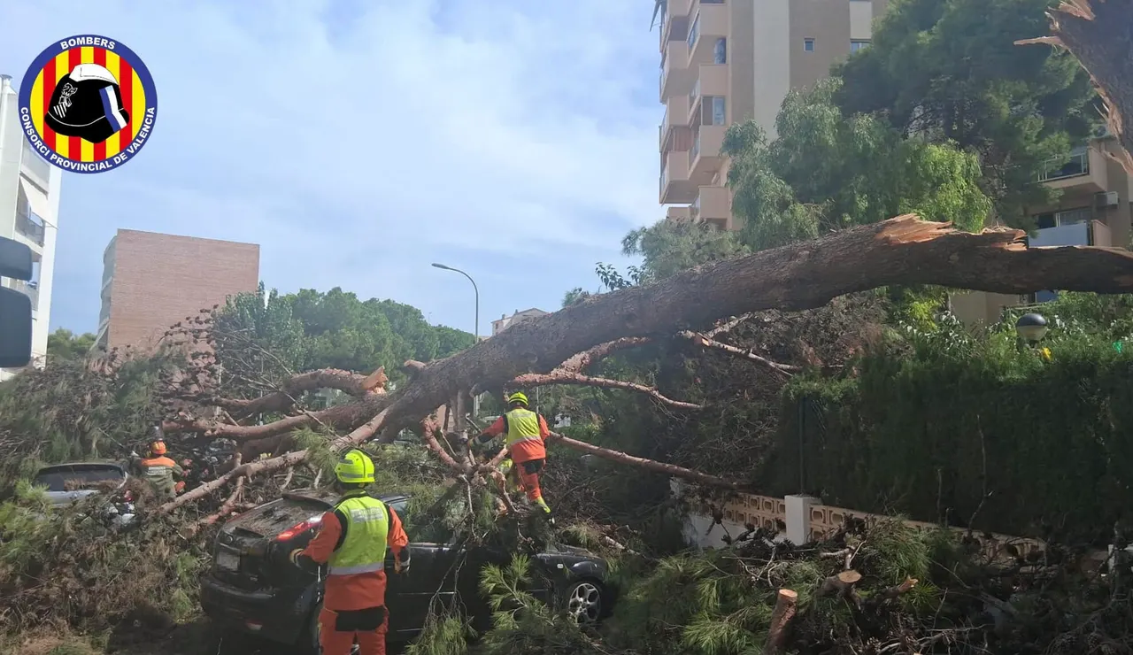 Árbol arrancado en Valencia