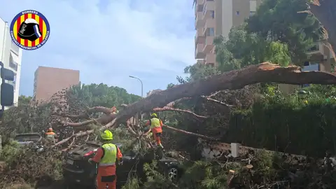 Árbol arrancado en Valencia Árbol arrancado en Valencia