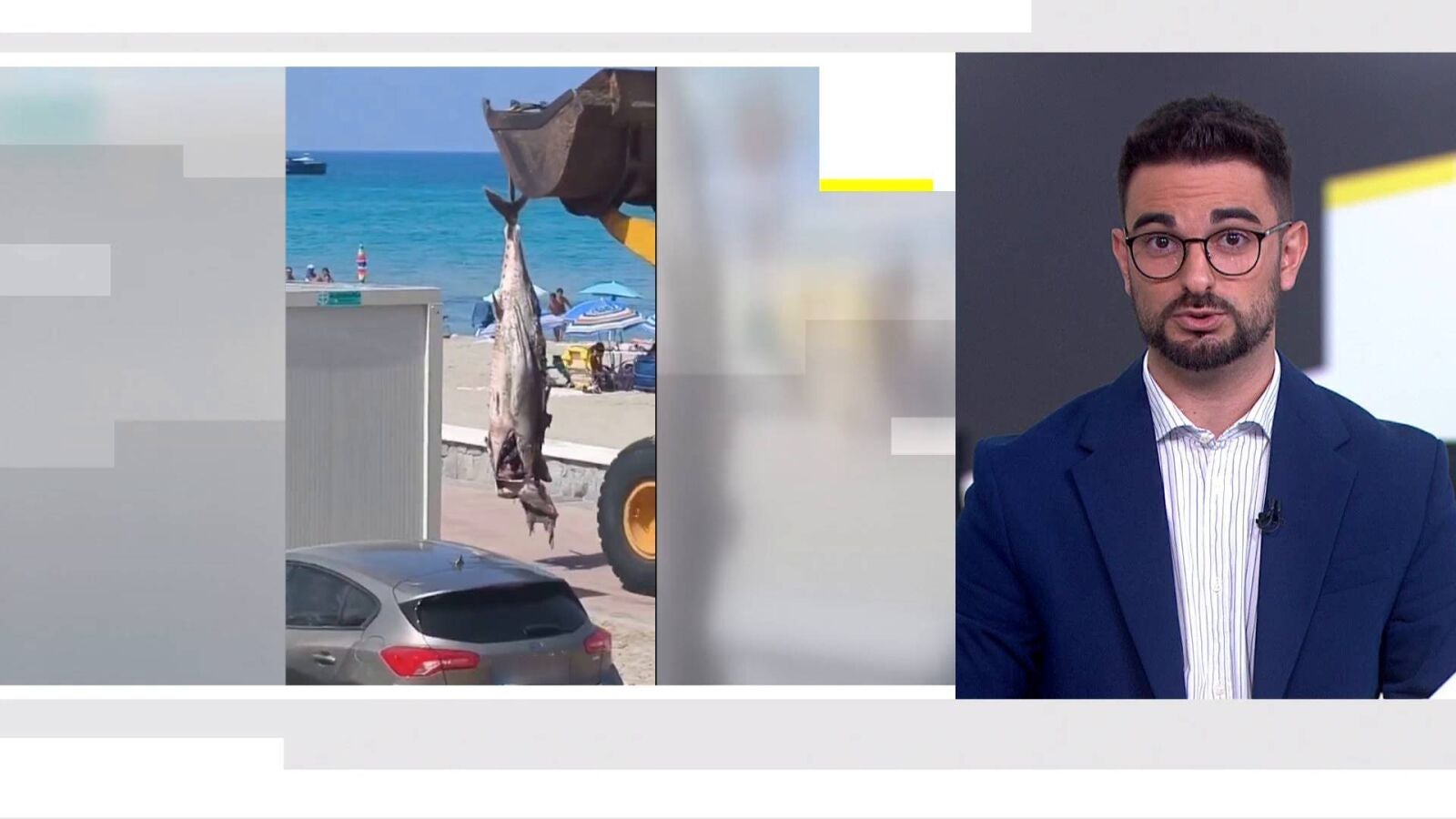 VÍDEO: Aparece un sorprendente atún de más de un metro en la Manga del Mar Menor