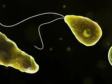 Imagen de una ameba comecerebros Imagen de una ameba comecerebros