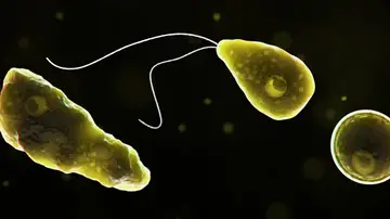 Imagen de una ameba comecerebros Imagen de una ameba comecerebros
