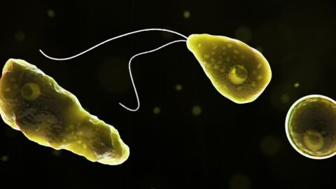 Imagen de una ameba comecerebros