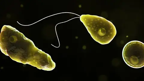 Imagen de una ameba comecerebros Imagen de una ameba comecerebros
