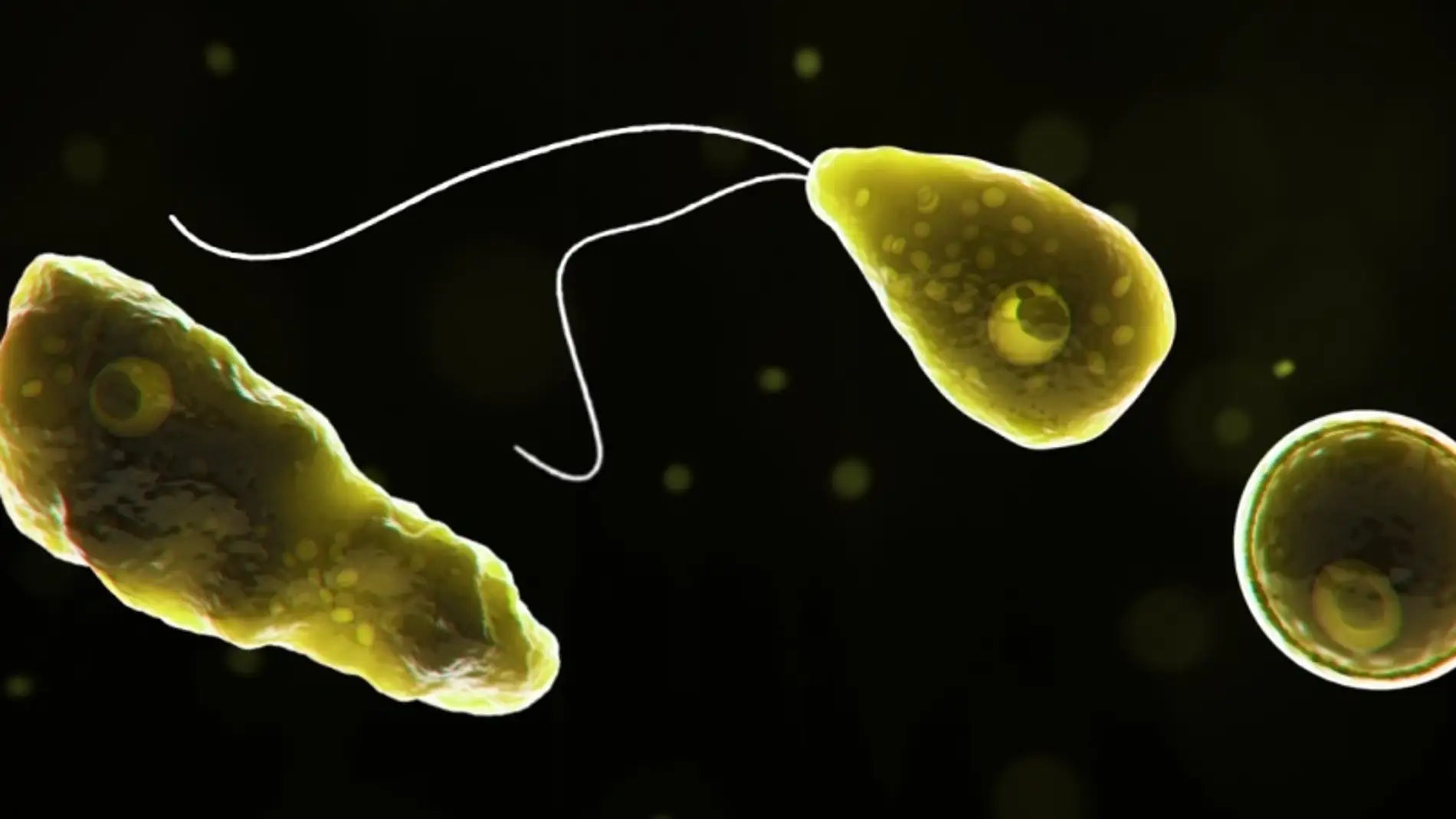 Imagen de una ameba comecerebros Imagen de una ameba comecerebros