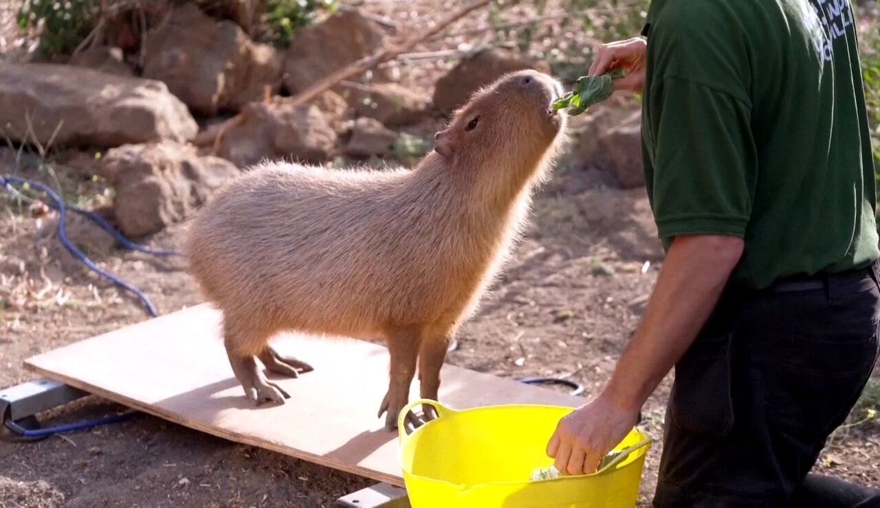 pesaje de animales en un zool&oacute;gico de Londres