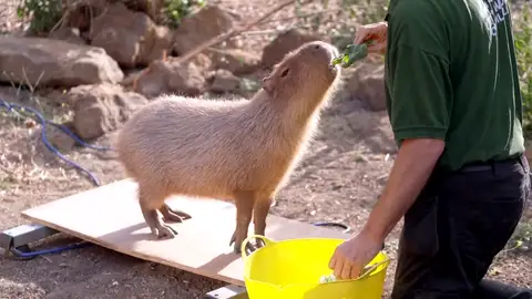 pesaje de animales en un zoológico de Londres reino unido