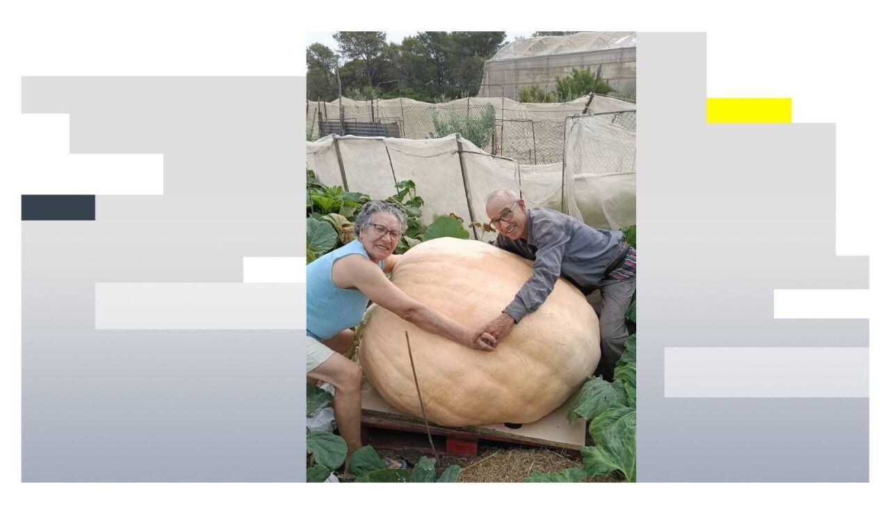 Una calabaza de 369 kilos en Puerto Real (C&aacute;diz)