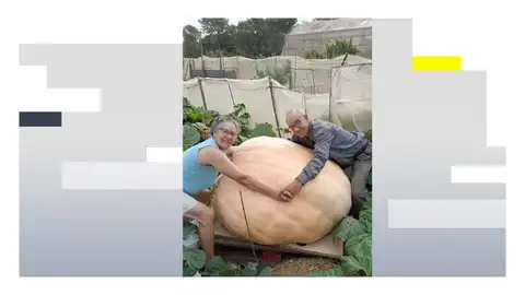 Una calabaza de 369 kilos en Puerto Real (Cádiz) Una calabaza de 369 kilos en Puerto Real (Cádiz)