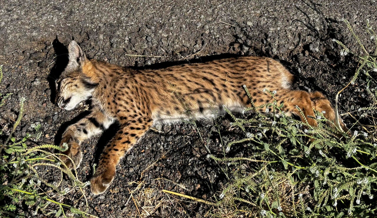Lince ib&eacute;rico