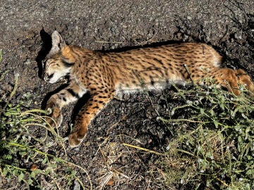 Lince ib&eacute;rico