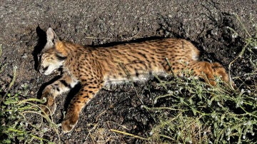 Lince ib&eacute;rico