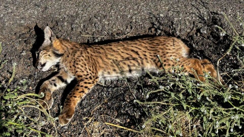 Lince ib&eacute;rico