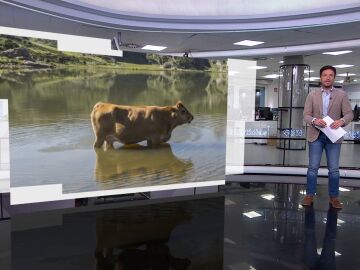 Rescate de una vaca en Cantabria