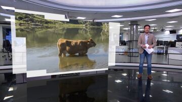 Rescate de una vaca en Cantabria