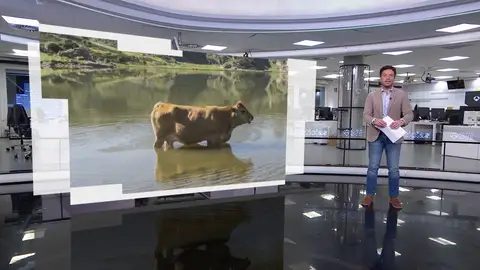 Rescate de una vaca en Cantabria Rescate de una vaca en Cantabria