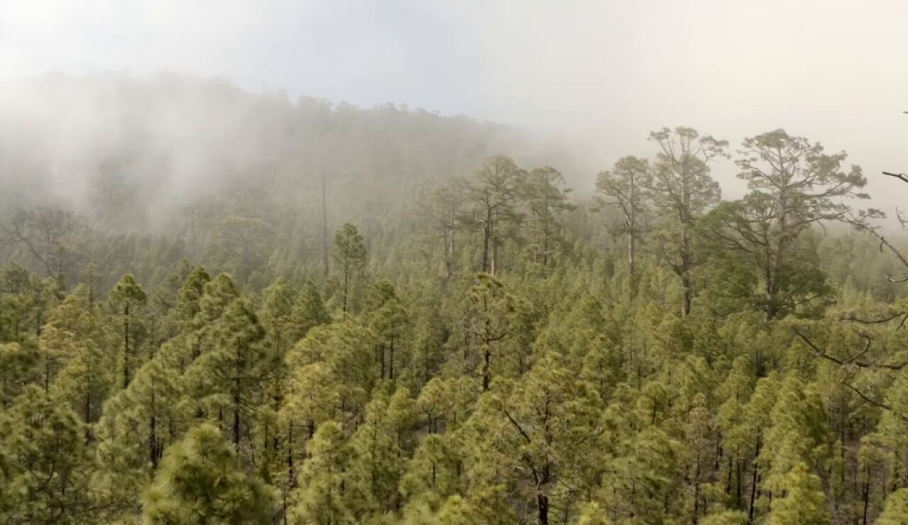 Bosques de Canarias