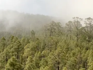 Bosques de Canarias Bosques de Canarias