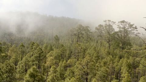 Bosques de Canarias