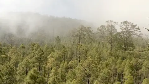 Bosques de Canarias Bosques de Canarias