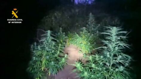 Plantaci&oacute;n de marihuana en Robles del Castillo (La Rioja).