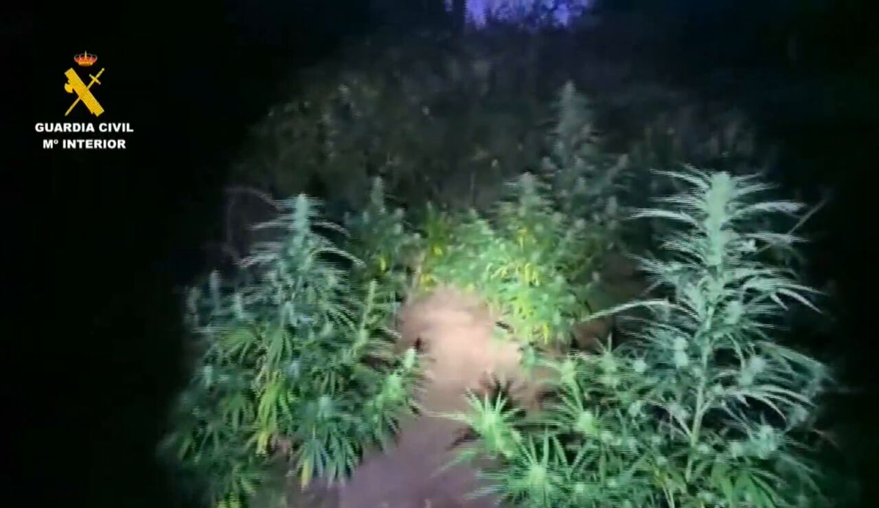 Plantaci&oacute;n de marihuana en Robles del Castillo (La Rioja).