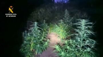Plantaci&oacute;n de marihuana en Robles del Castillo (La Rioja).