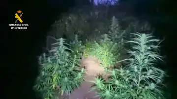 Plantación de marihuana en Robles del Castillo (La Rioja). Plantación de marihuana en Robles del Castillo (La Rioja).