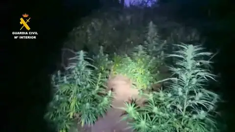 Plantación de marihuana en Robles del Castillo (La Rioja). Plantación de marihuana en Robles del Castillo (La Rioja).