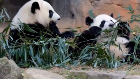 Osos panda