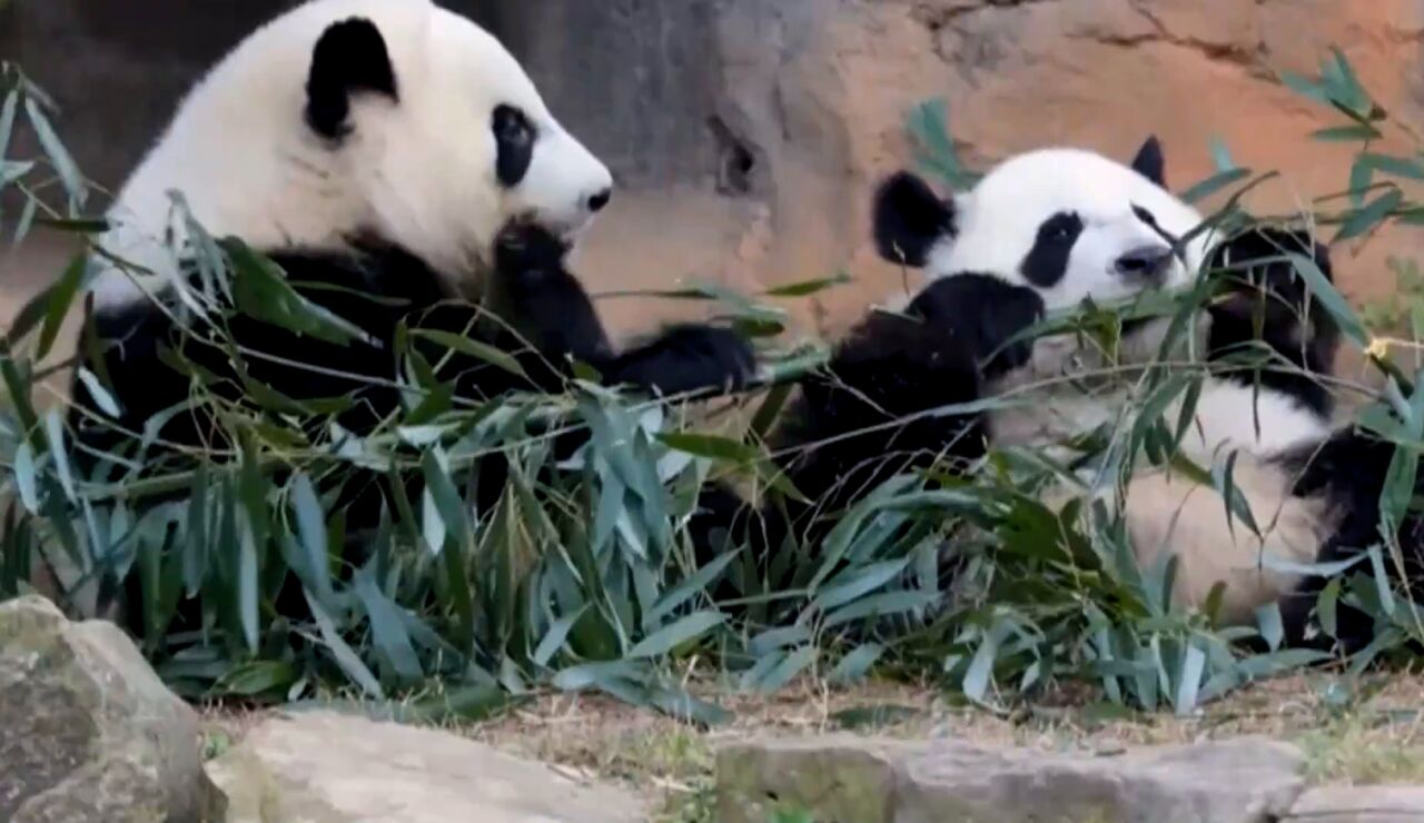 Osos panda