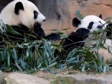 Osos panda Osos panda