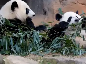 Osos panda Osos panda