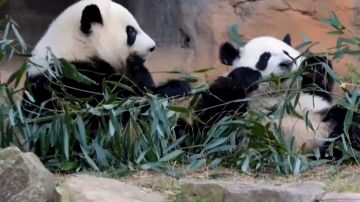 Osos panda