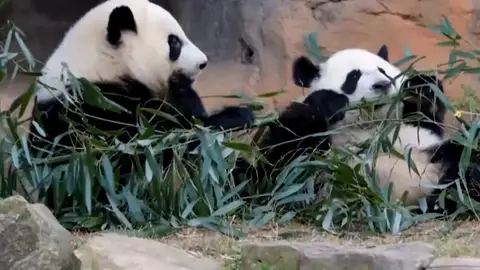 Osos panda Osos panda