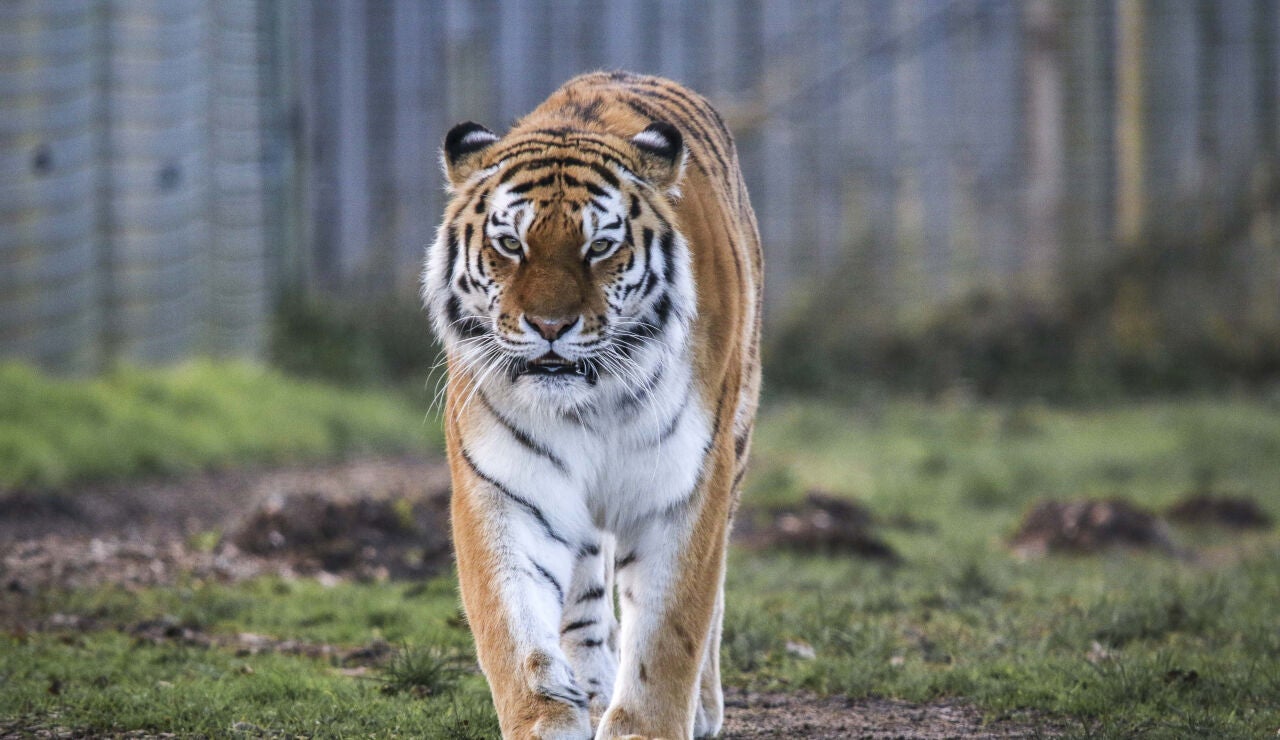 Imagen de archivo de un tigre 