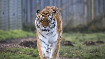 Imagen de archivo de un tigre 